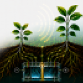 piante