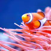 pesce pagliaccio