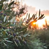 ulivi e olive
