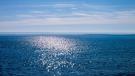 mare