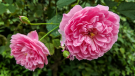 rosa centifolia
