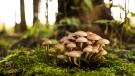 funghi