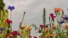 fiori di campo