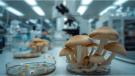 funghi in laboratorio
